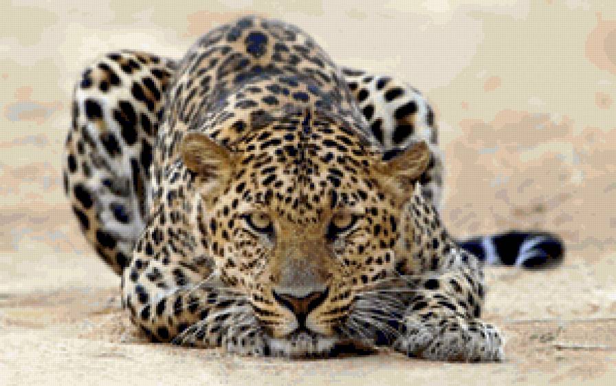 Серия "Дикие кошки" Леопард - взгляд, животные, леопард, хищники - предпросмотр