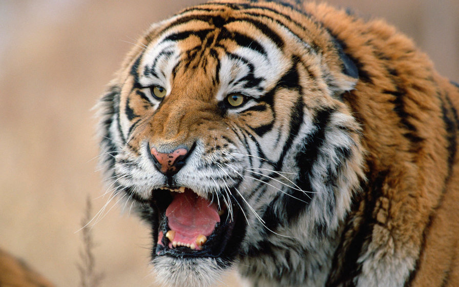 Серия "Дикие кошки" Сибирский тигр - тигр, дикая кошка, животные, хищники - оригинал