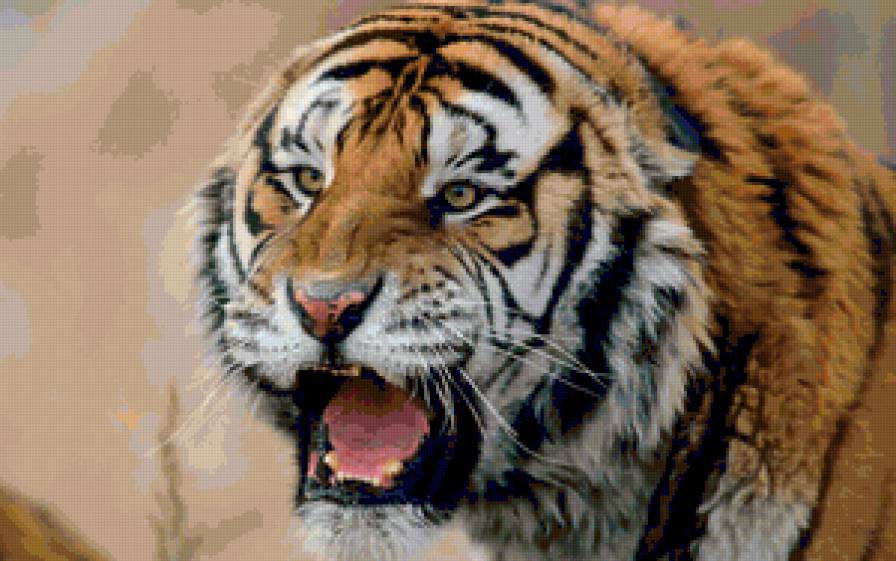 Серия "Дикие кошки" Сибирский тигр - тигр, хищники, дикая кошка, животные - предпросмотр