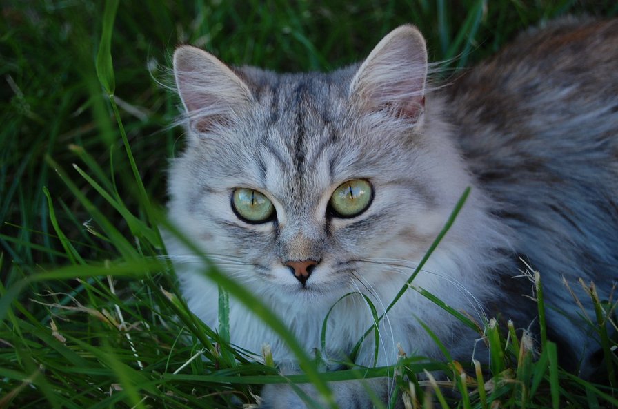 котик в траве - коты - оригинал