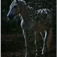 Оригинал схемы вышивки «Белая лошадь» (№125965)