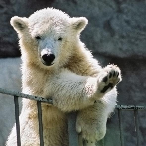 Белый медвежонок - животные, медведи - оригинал