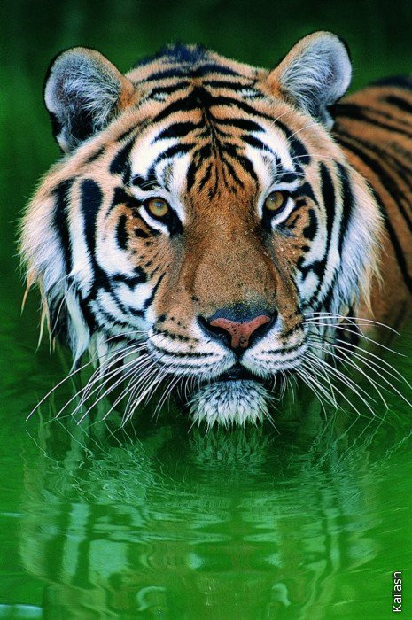 Тигр в воде - тигры, животные - оригинал