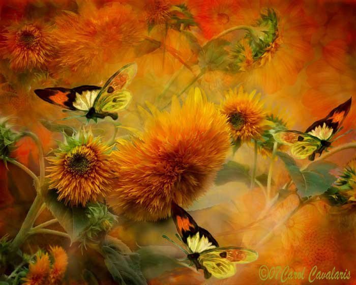 Бабочки - бабочка, природа, цветы - оригинал