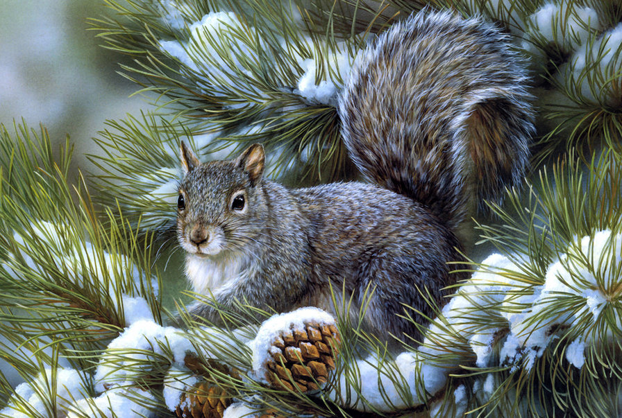 Белочка на елке - зима, природа, белка, животные, снег - оригинал