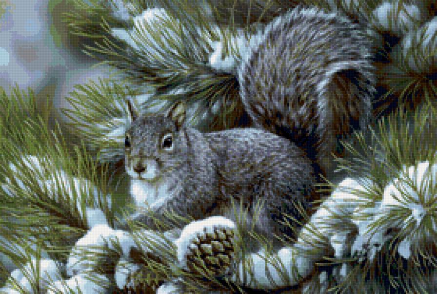 Белочка на елке - животные, зима, природа, белка, снег - предпросмотр