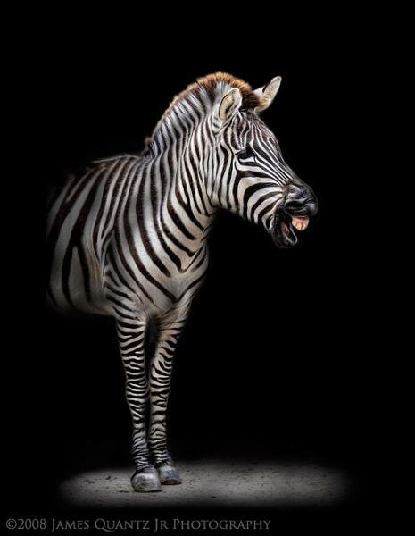 Зебра - животные, лошади - оригинал