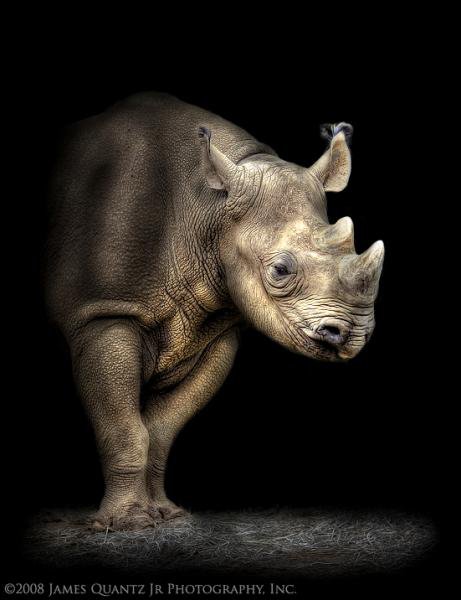 Носорог - носороги, животные - оригинал