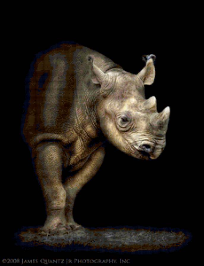Носорог - животные, носороги - предпросмотр