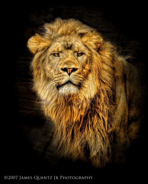Лев - львы, животные - оригинал