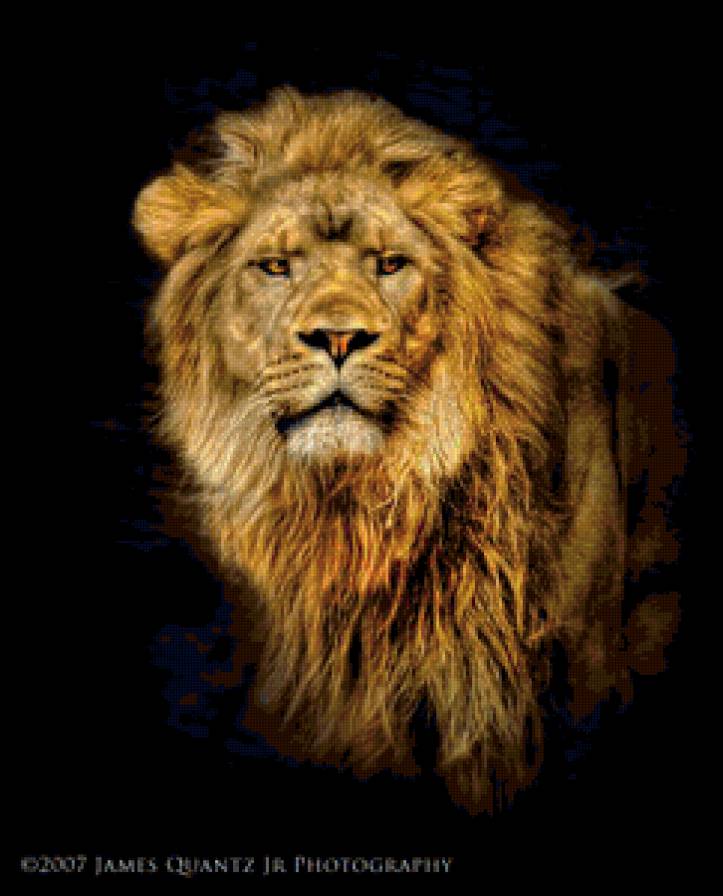 Лев - животные, львы - предпросмотр