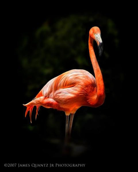 Фламинго - птицы, фламинго - оригинал
