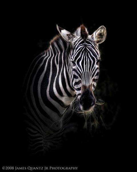 Зебра - лошади, животные - оригинал