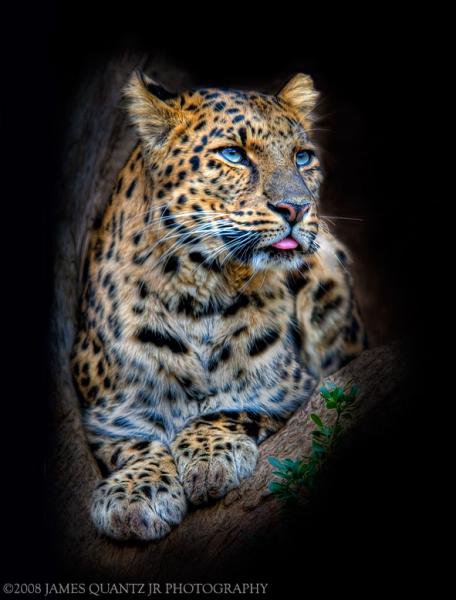Леопард - кошки, животные - оригинал