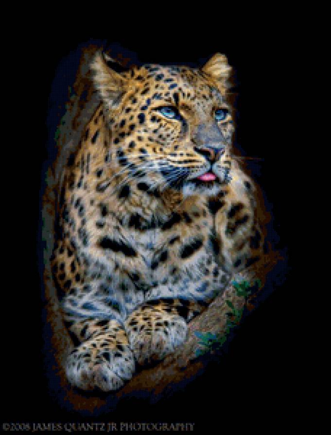 Леопард - животные, кошки - предпросмотр