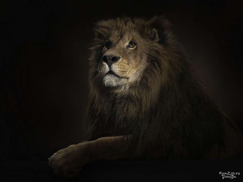 Лев - животные, львы - оригинал