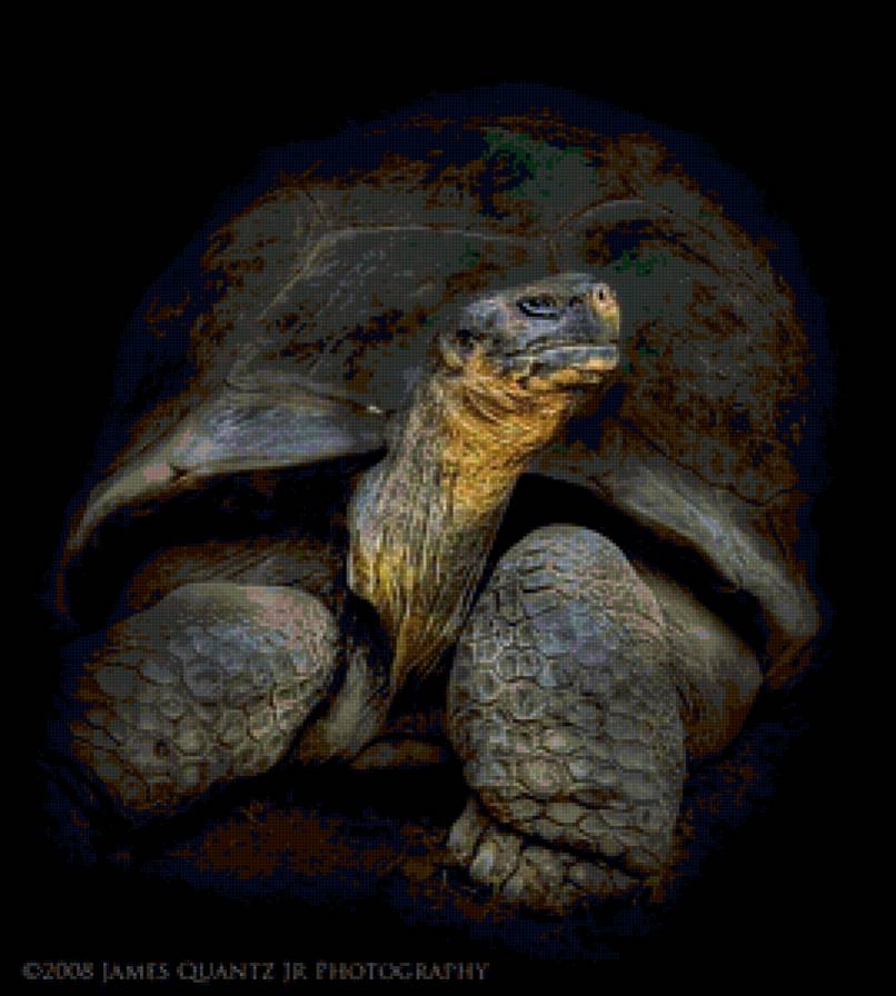 Черепаха - черепаха - предпросмотр