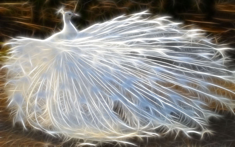 Белый павлин - природа, птицы - оригинал