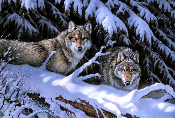 волки - зимний лес, снег, волки, елки, лес - оригинал