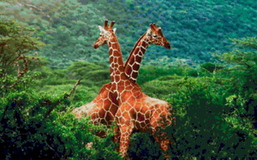 Жирафы - жираф, животные - предпросмотр