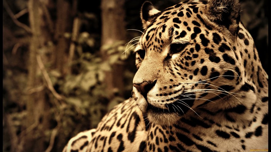Серия "Дикие кошки" Леопард - дикая кошка, леопард, хищники, животные - оригинал