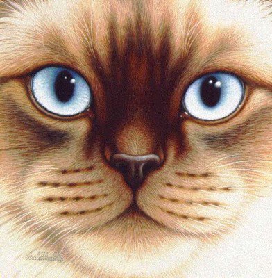 Кошачья серия - портрет, кошка, глаза, животные - оригинал