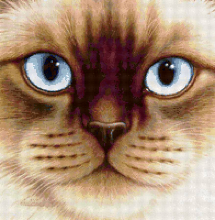 Кошачья серия - портрет, глаза, животные, кошка - предпросмотр