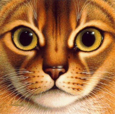 Кошачья серия - животные, кошка, портрет, глаза - оригинал