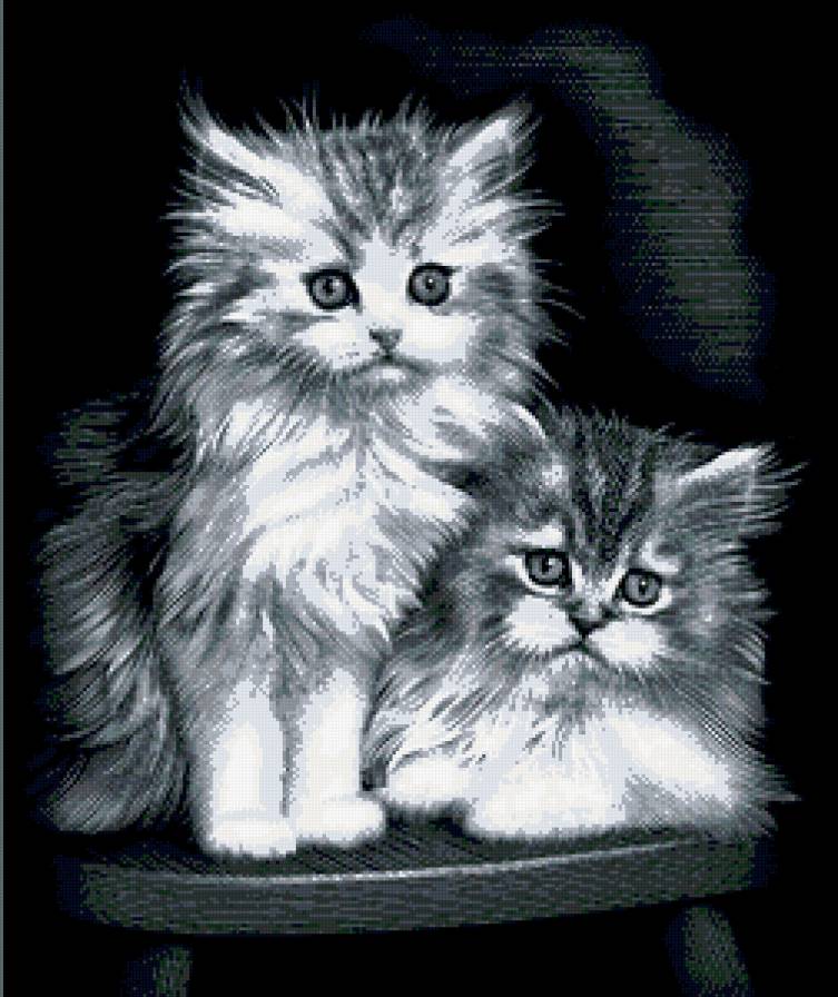 Сладкая парочка - кошки, черный фон - предпросмотр