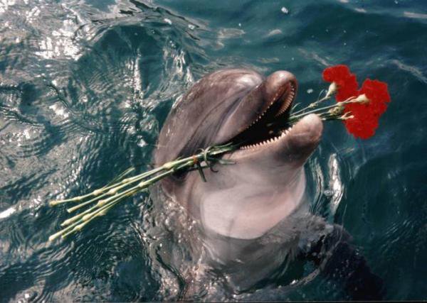 Для тебя - дельфин, романтика - оригинал