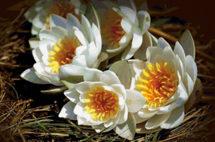 Белые кувшинки - цветы, кувшинки - предпросмотр