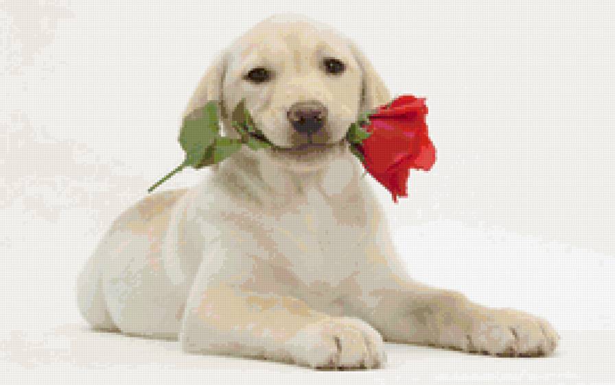 собака с цветком - предпросмотр