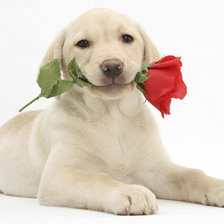 собака с цветком