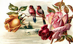 птицы на розе - природа, птицы, цветы, розы - оригинал