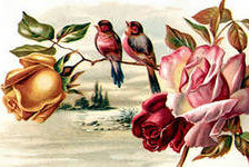 птицы на розе