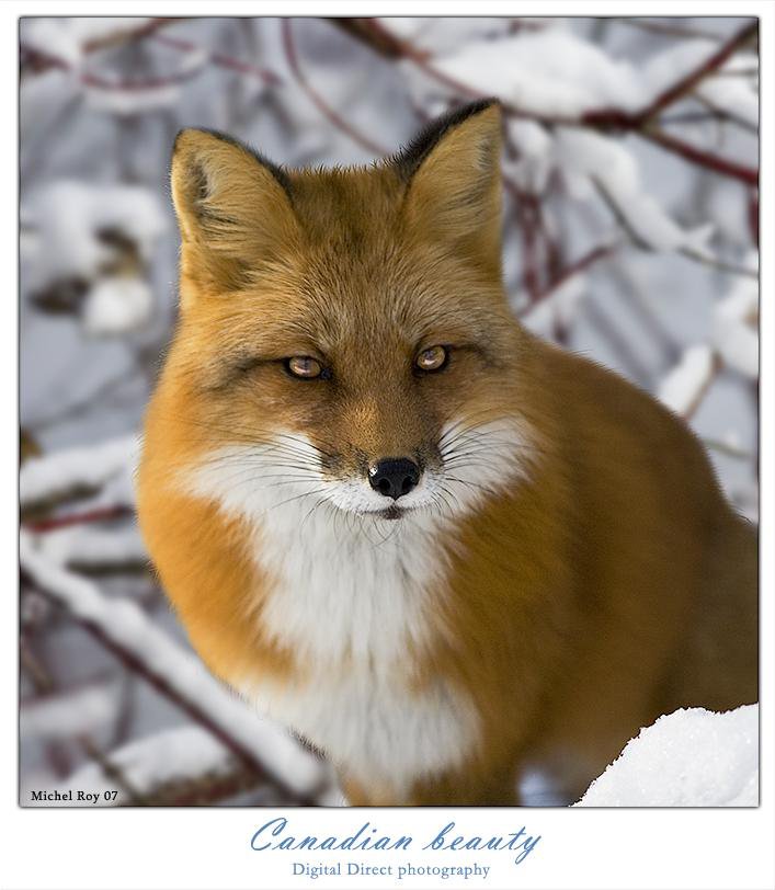 Лиса зимой - лисы, животные - оригинал