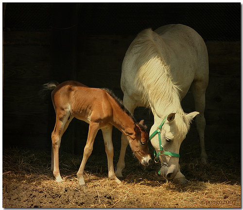 Лошадь с жеребёнком - мать и дитя, лошади, животные - оригинал