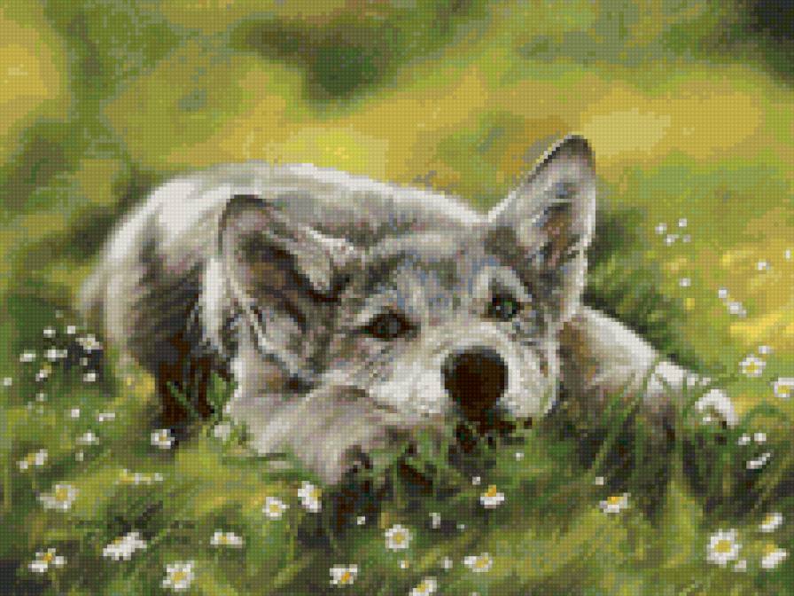 Волчонок - волки, животные - предпросмотр