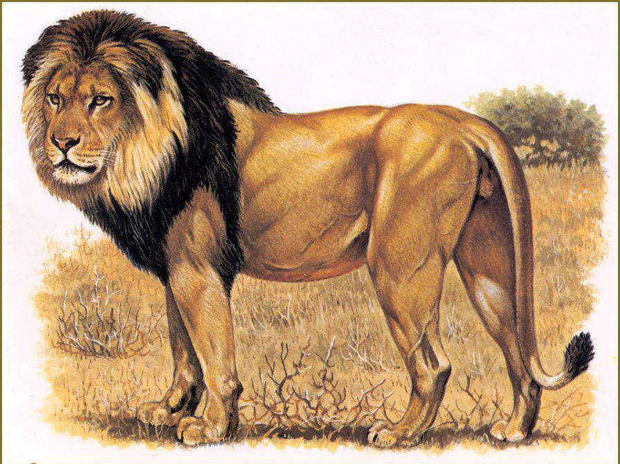 лев - хищники, дикие кошки - оригинал