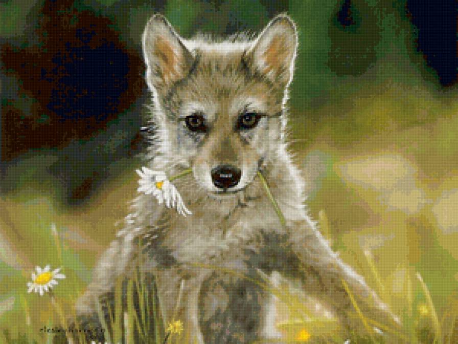 Волчонок с ромашкой - животные, волки - предпросмотр