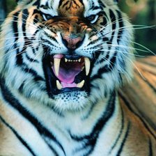 Тигр сердится