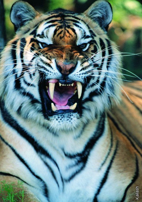 Тигр сердится - тигры, животные - оригинал