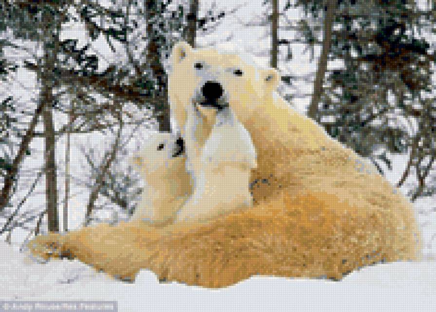 Медведица с медвежатами - белые медведи, медведи, животные, мать и дитя - предпросмотр