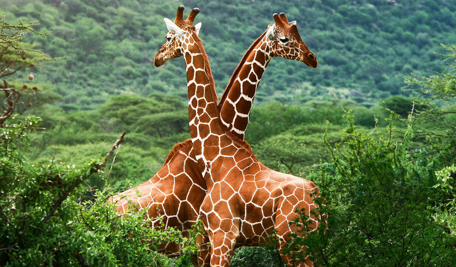 Жирафы - оригинал