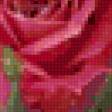 Предпросмотр схемы вышивки «розы» (№127521)