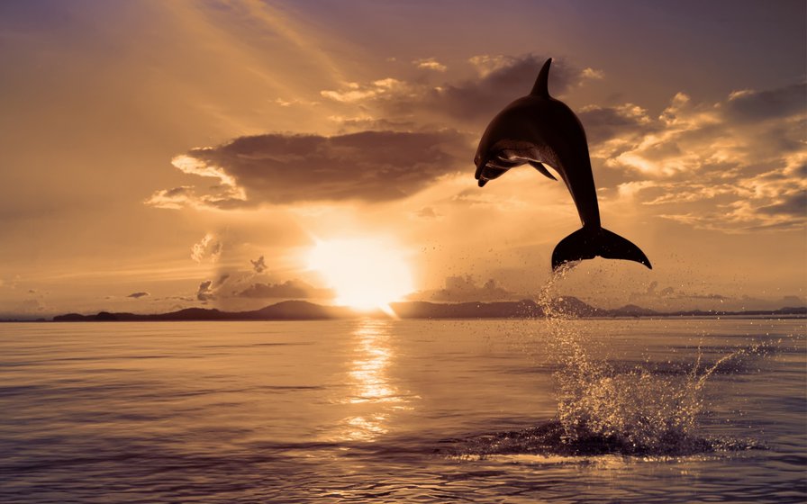Дельфины на закате - закат, дельфины, море - оригинал