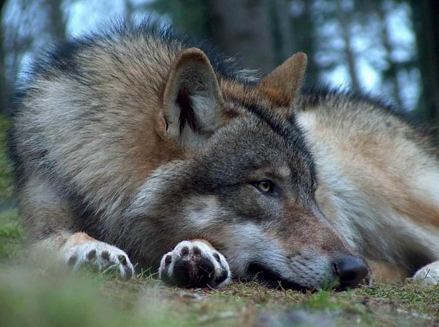 Одинокий волк - животные, волк - оригинал