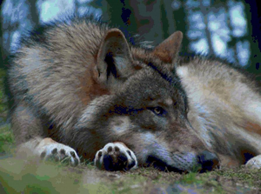 Одинокий волк - волк, животные - предпросмотр
