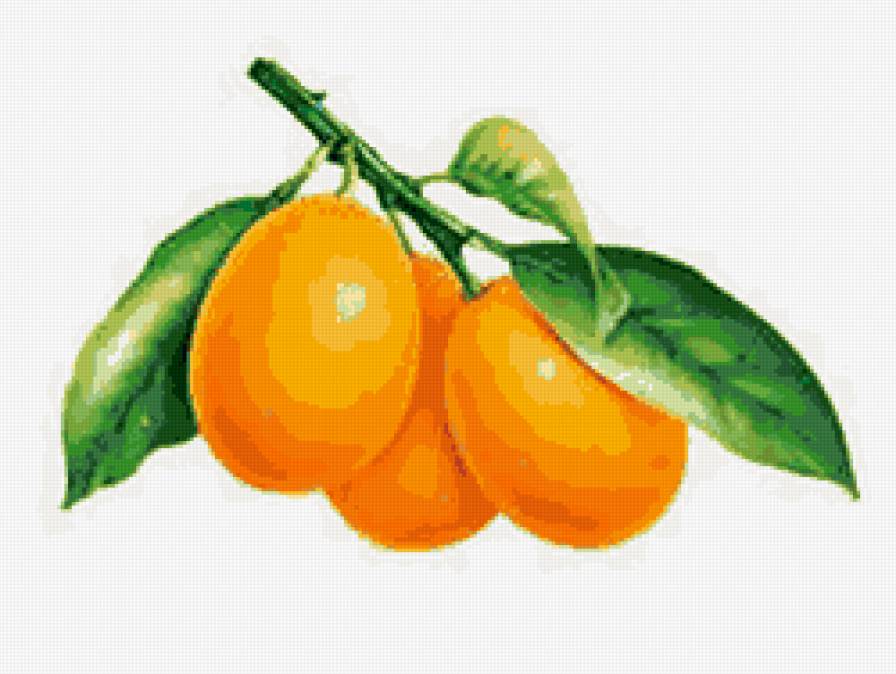 апельсины - для кухни, цытрусы, фрукты, апельсины - предпросмотр