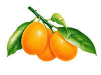 Оригинал схемы вышивки «апельсины» (№127686)